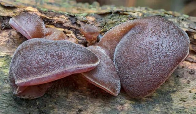 Auricularia ear-shaped (Judas ear): photo and description of the fungus