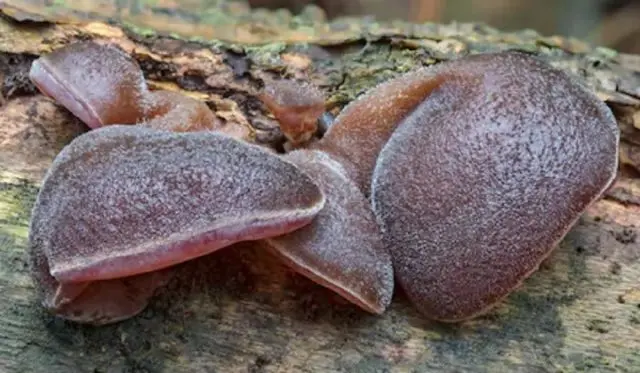 Auricularia ear-shaped (Judas ear): photo and description of the fungus