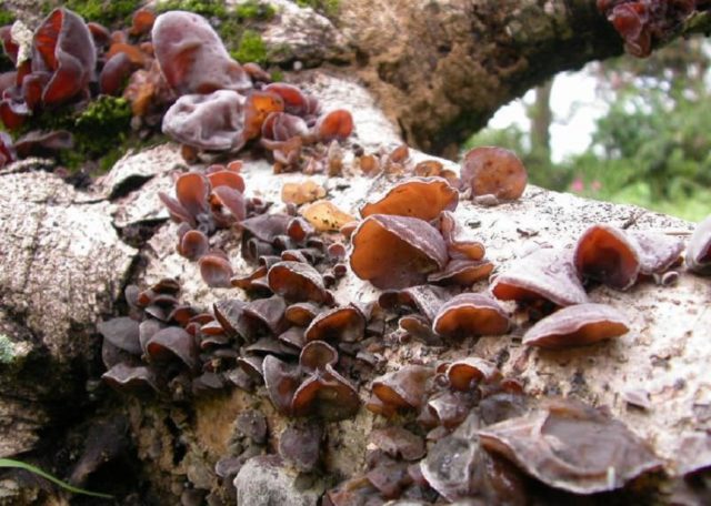 Auricularia ear-shaped (Judas ear): photo and description of the fungus