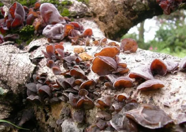 Auricularia ear-shaped (Judas ear): photo and description of the fungus