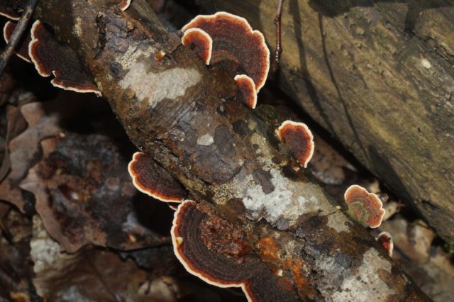 Auricularia sinuous: where it grows and how it looks