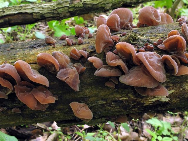 Auricularia sinuous: where it grows and how it looks