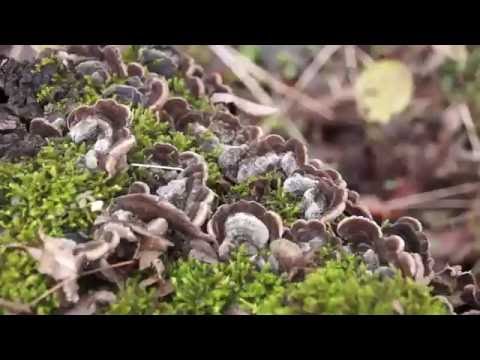 Auricularia sinuous: where it grows and how it looks