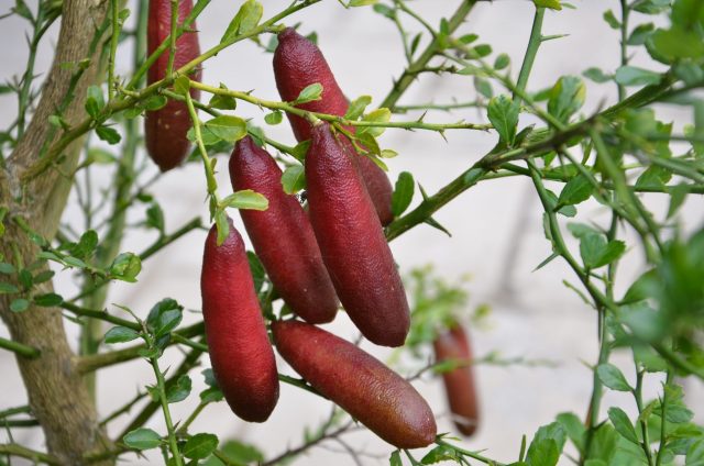 Australian finger lime