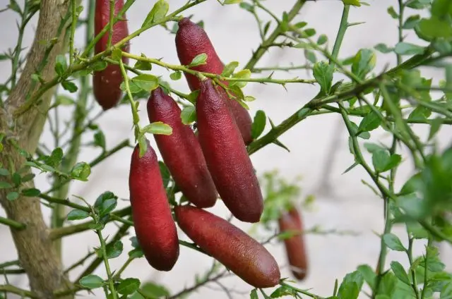 Australian finger lime