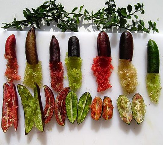 Australian finger lime