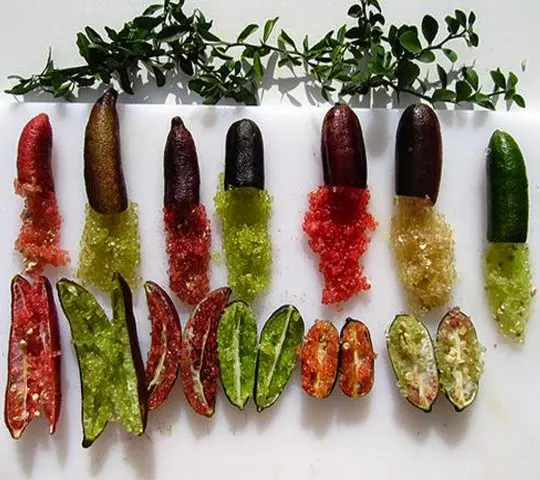 Australian finger lime