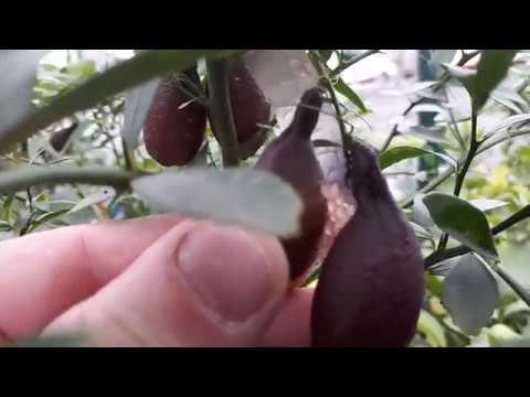 Australian finger lime