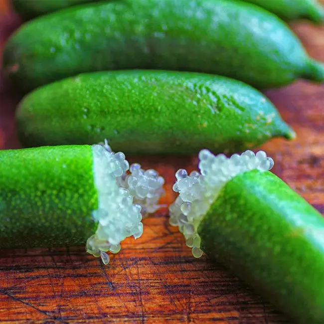 Australian finger lime