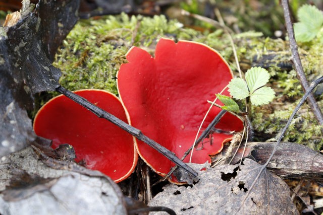 Austrian sarcoscif (Elf bowl): photo and description