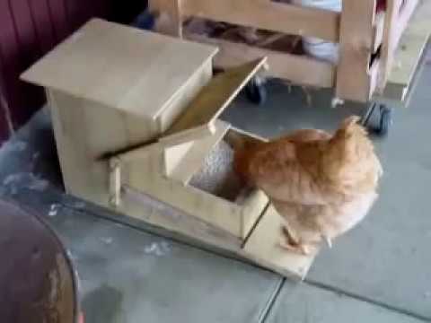 Automatic feeder for chickens own hands 