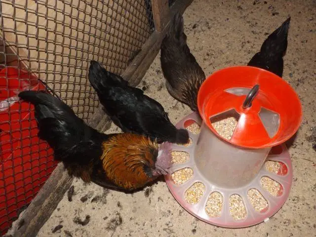 Automatic feeder for chickens own hands 