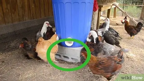 Automatic feeder for chickens own hands 