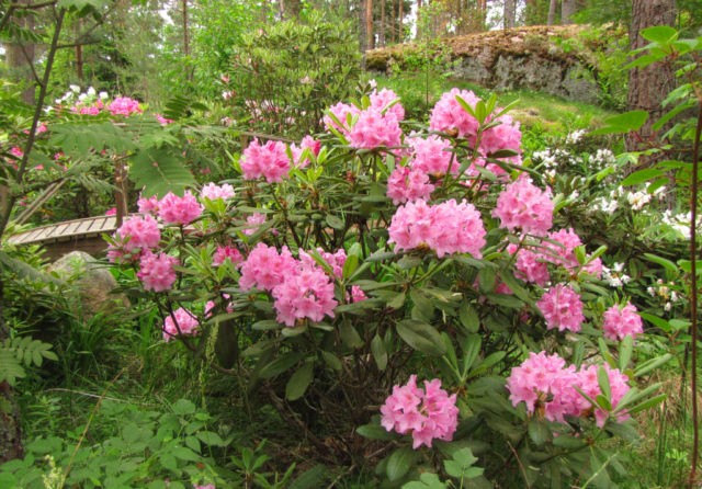 Autumn care and preparation of rhododendron for winter