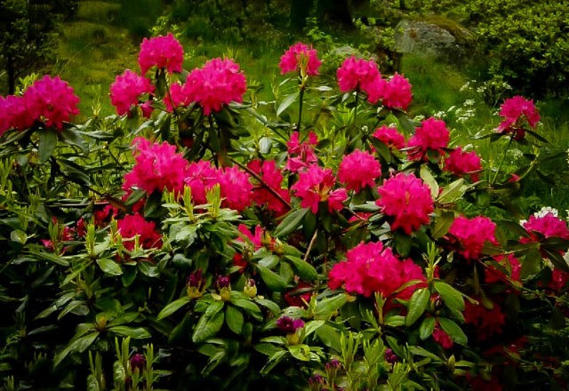 Autumn care and preparation of rhododendron for winter