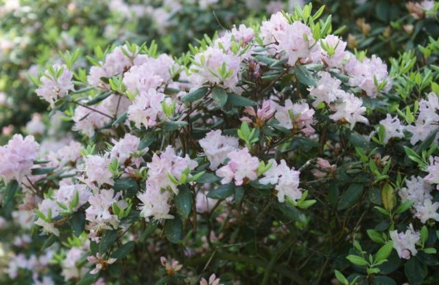 Autumn care and preparation of rhododendron for winter