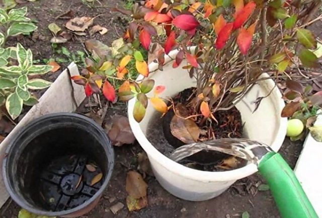 Autumn care and preparation of rhododendron for winter