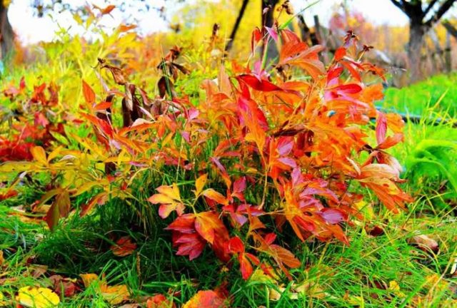 Autumn care and preparation of rhododendron for winter