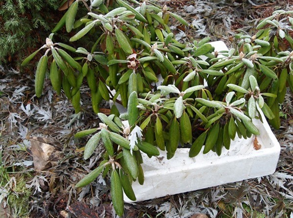 Autumn care and preparation of rhododendron for winter