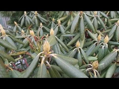 Autumn care and preparation of rhododendron for winter