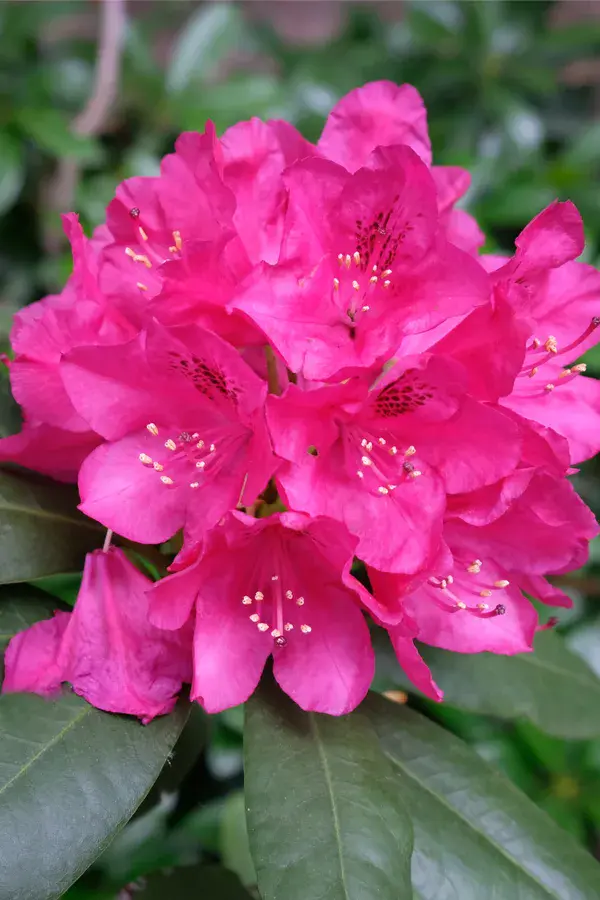 Autumn care and preparation of rhododendron for winter