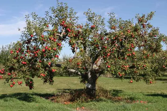 Autumn care for apple trees: before and after harvest