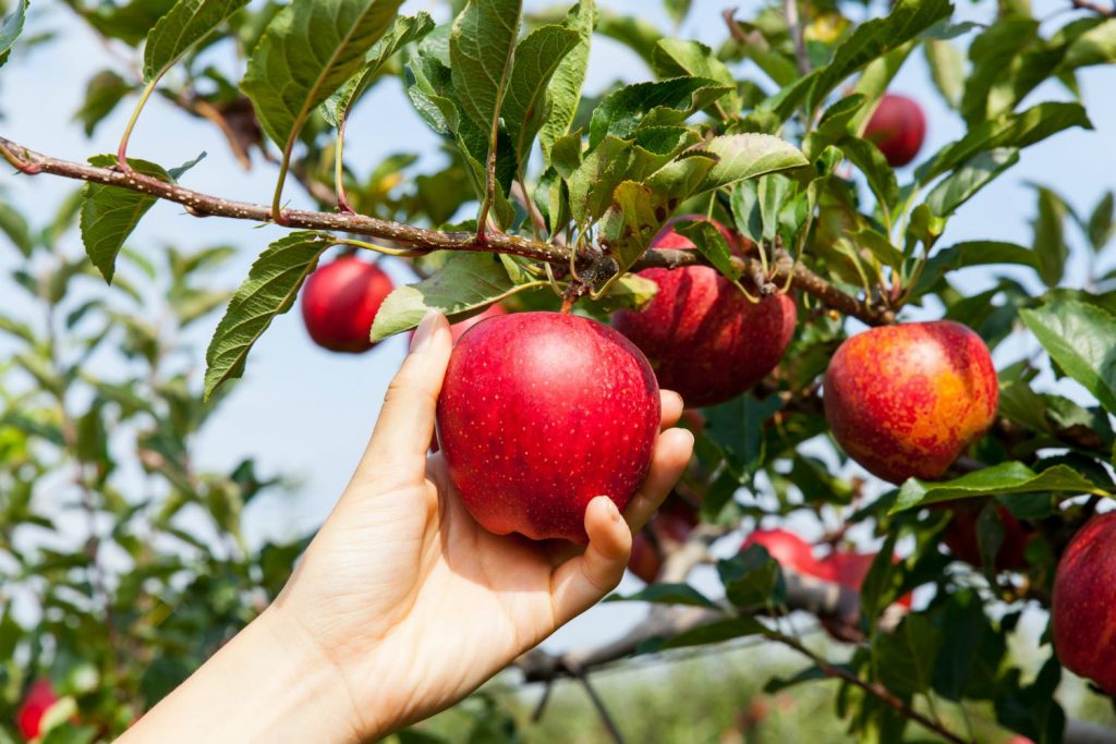 Autumn care for apple trees: before and after harvest