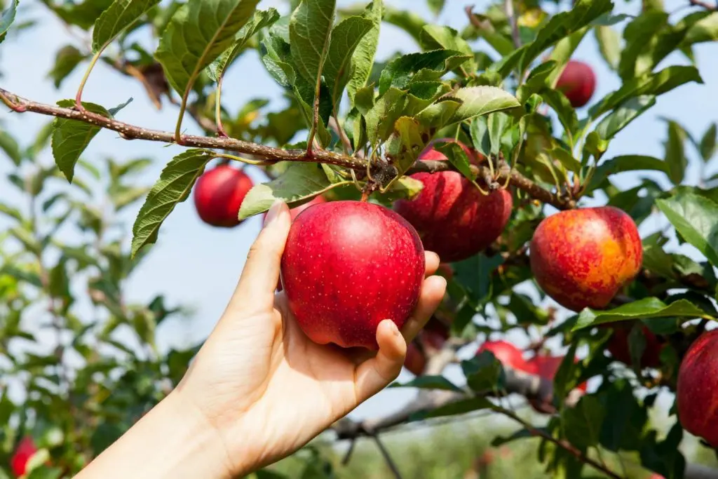 Autumn care for apple trees: before and after harvest