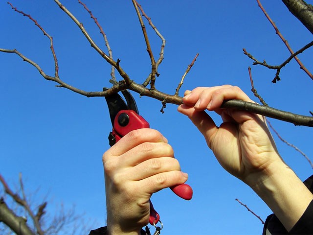 Autumn care for apple trees: before and after harvest