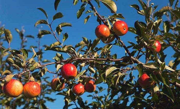 Autumn care for apple trees: before and after harvest