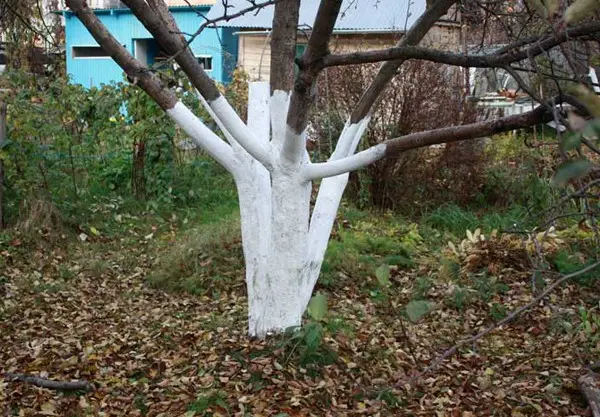 Autumn care for apple trees: before and after harvest