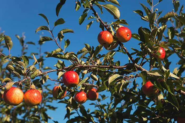 Autumn care for apple trees: before and after harvest