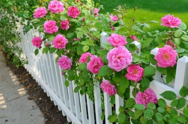 Autumn care for garden roses