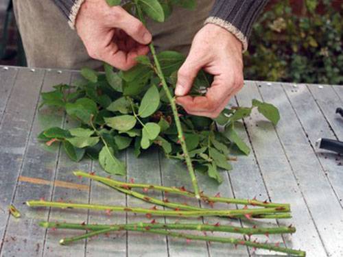 Autumn care for garden roses