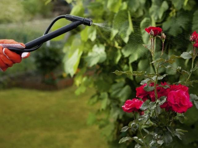 Autumn care for garden roses