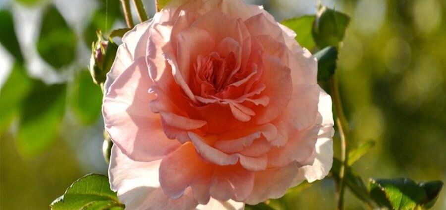 Autumn care for garden roses