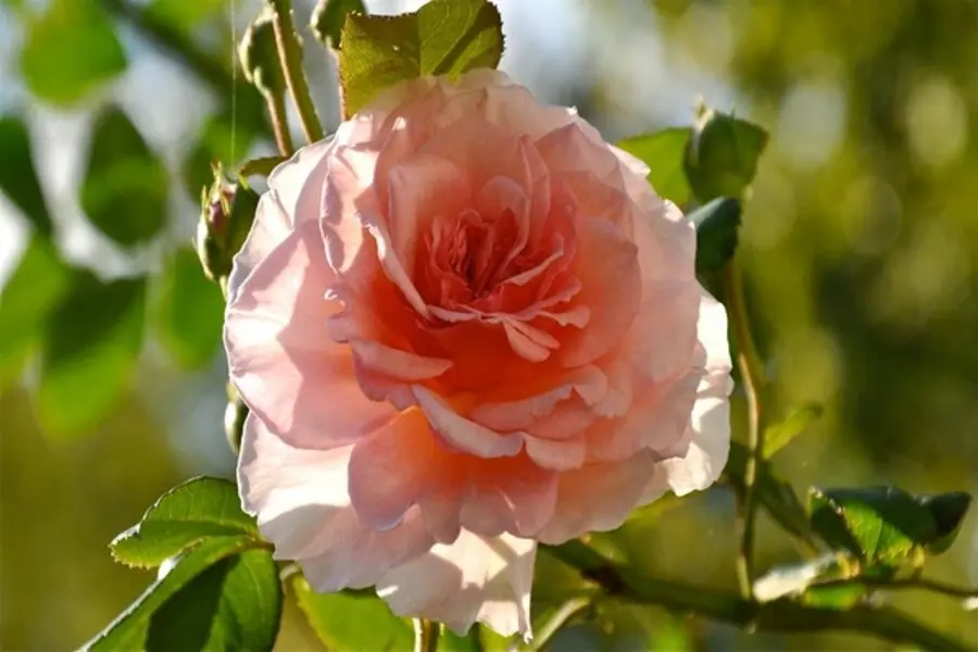 Autumn care for garden roses