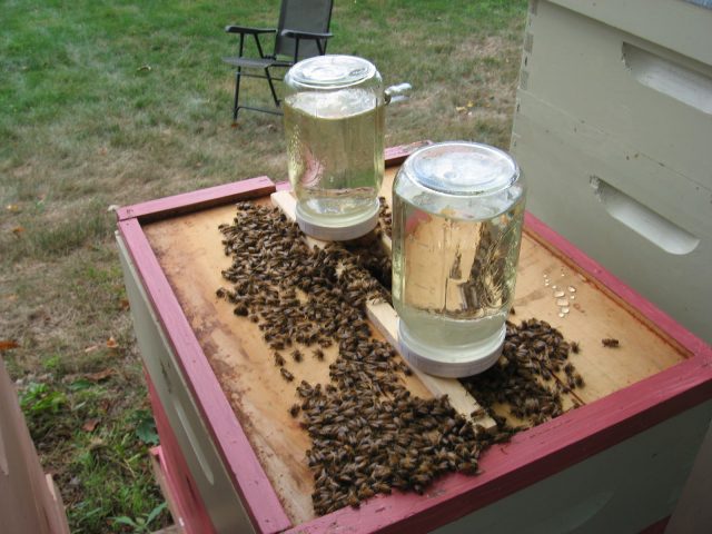 Autumn feeding of bees with sugar syrup