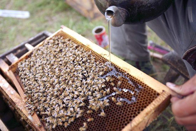 Autumn feeding of bees with sugar syrup