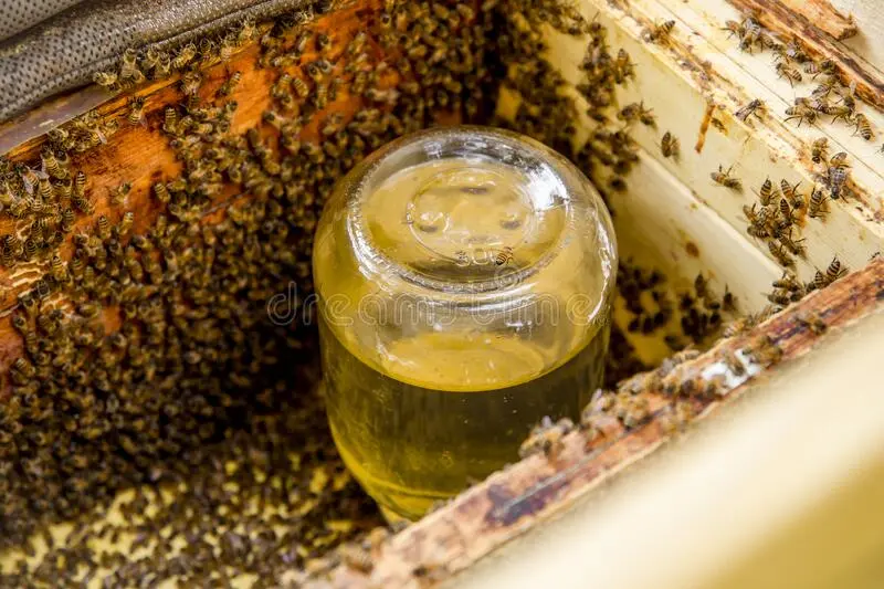 Autumn feeding of bees with sugar syrup