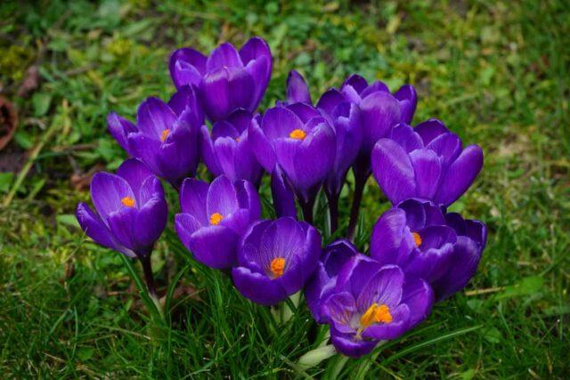 Autumn garden flower (colchicum): what it looks like, planting and care