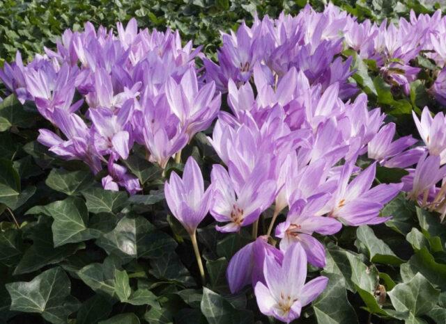 Autumn garden flower (colchicum): what it looks like, planting and care