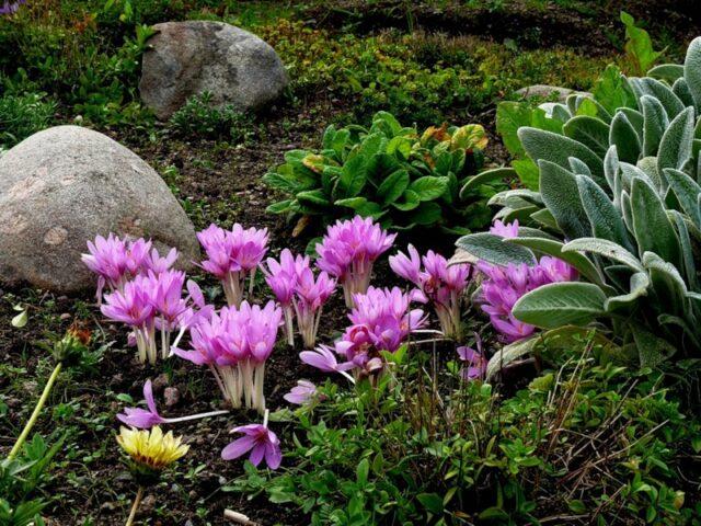 Autumn garden flower (colchicum): what it looks like, planting and care