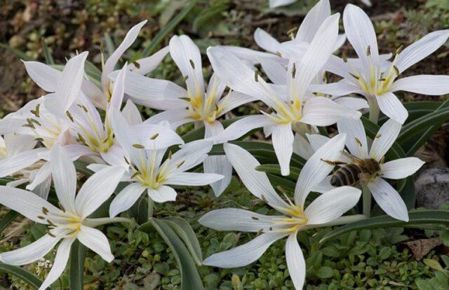 Autumn garden flower (colchicum): what it looks like, planting and care