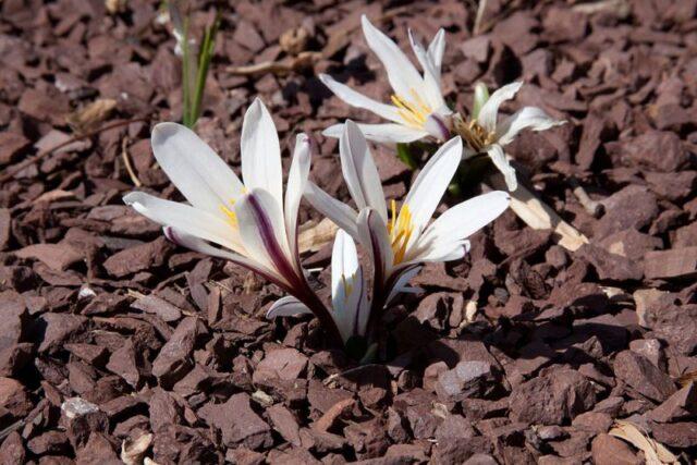 Autumn garden flower (colchicum): what it looks like, planting and care