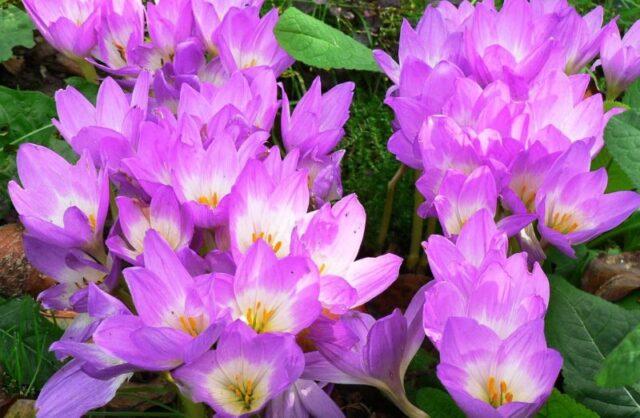 Autumn garden flower (colchicum): what it looks like, planting and care