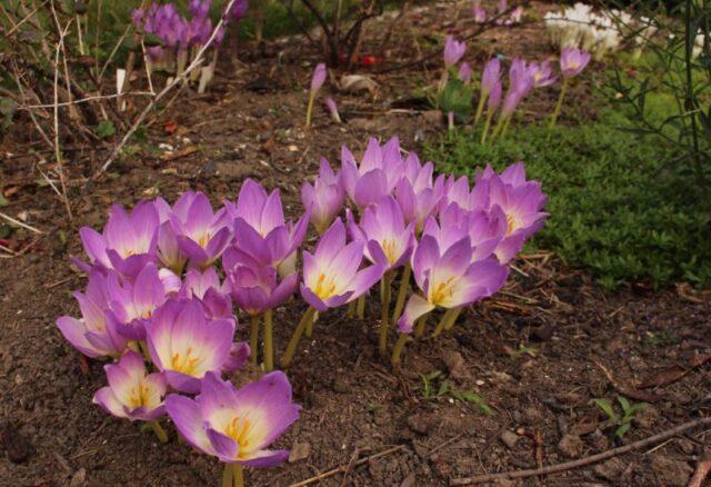 Autumn garden flower (colchicum): what it looks like, planting and care