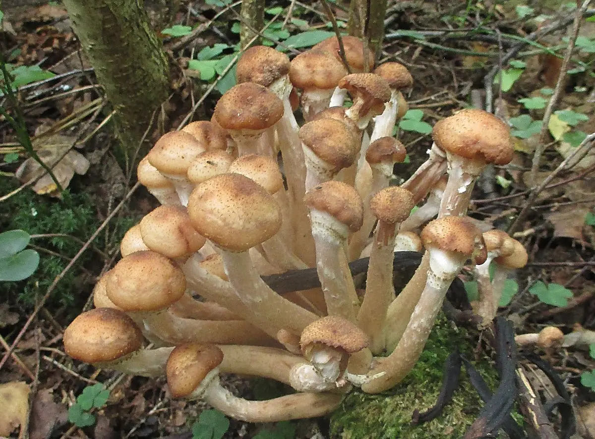 Autumn honey agaric (Armillaria mellea; Armillaria borealis) photo and description