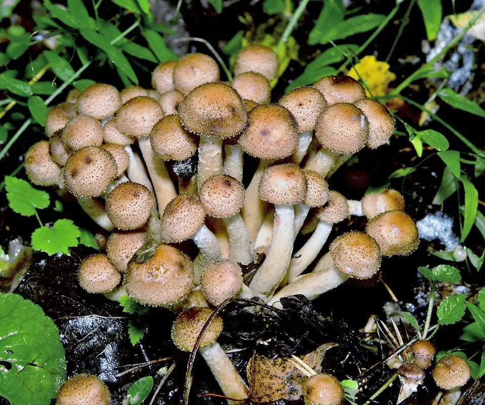 Autumn honey agaric (Armillaria mellea; Armillaria borealis) photo and description