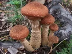 Autumn honey agaric (Armillaria mellea; Armillaria borealis) photo and description